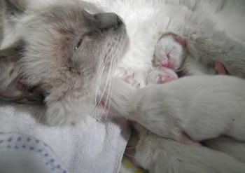 Idylle et son chaton - Chatterie Ragdolls du Val de Beauvoir